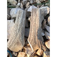 Kapaklık Geyik Boynuzu-29